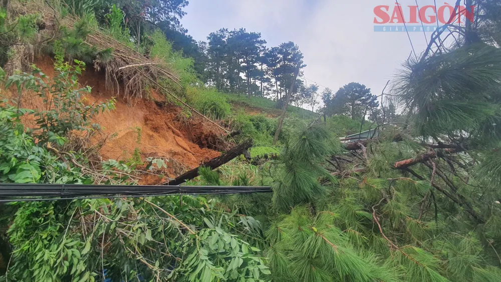 Cây ngã đổ trên đèo Mimosa, phường 10, TP Đà Lạt