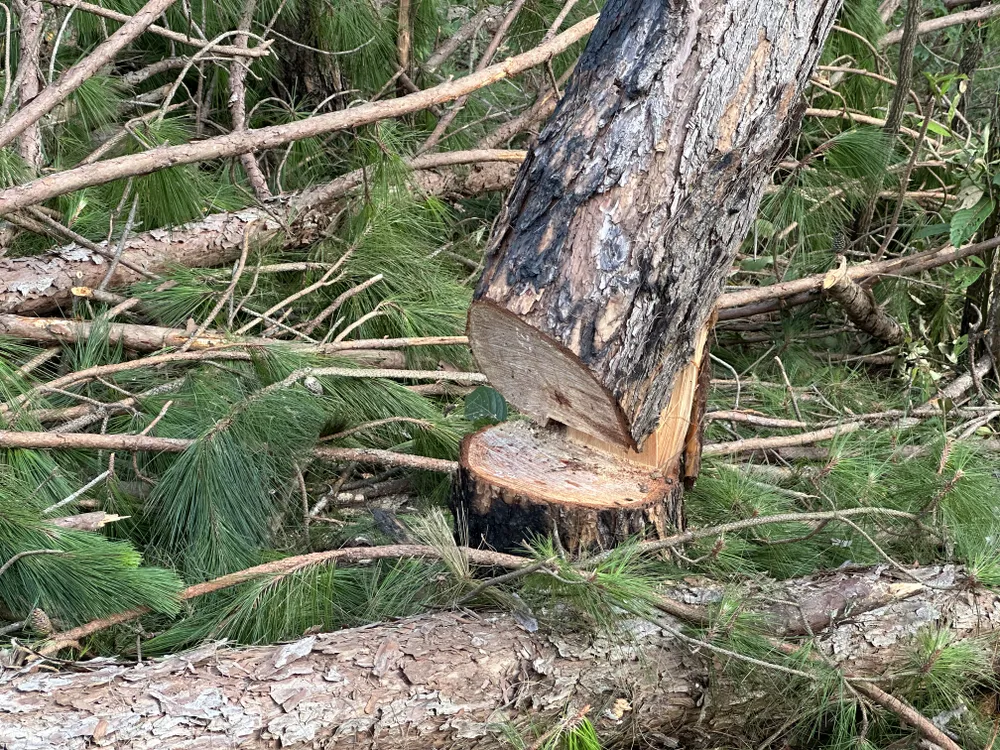 Hiện cơ quan chức năng vẫn đang xác định trữ lượng rừng bị thiệt hại. Ảnh: ĐOÀN KIÊN