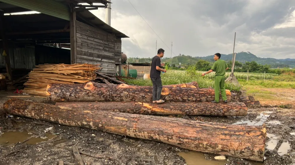 Số gỗ bất hợp pháp tại xưởng gỗ. Ảnh: CACC