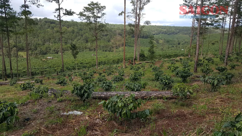 Vườn cà phê trồng dưới rừng thông tại Lâm Đồng. Ảnh: ĐOÀN KIÊN