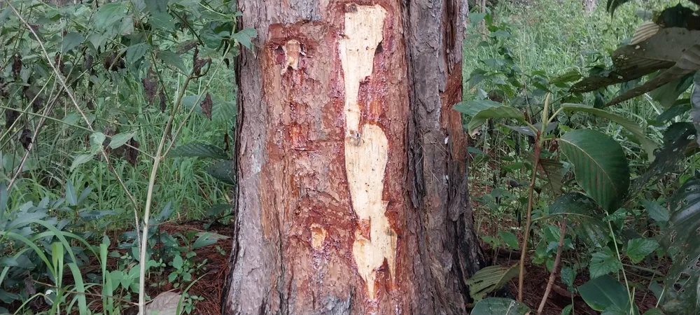 Dấu hiệu cây thông bị đổ hóa chất tại những vị trí sát mặt đất