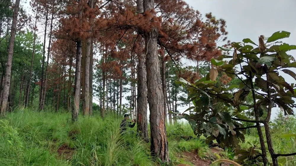 Khu rừng thông bị bức tử