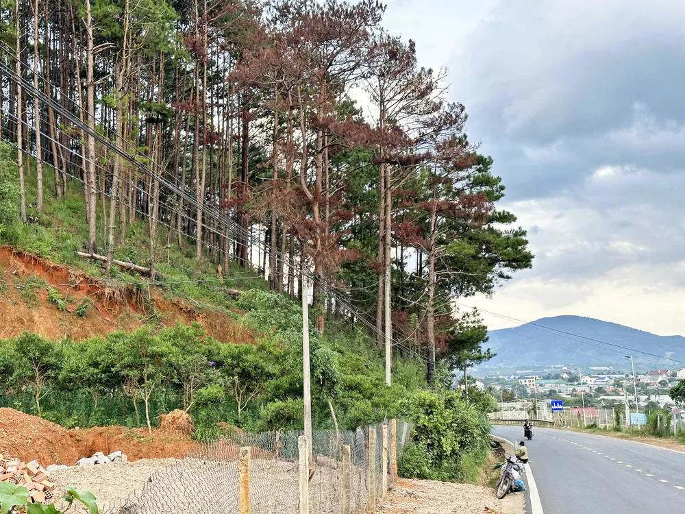 Trước đó, Báo SGGP phản ánh khu rừng thông nằm sát tỉnh lộ 725 (nối TP Đà Lạt đi huyện Lâm Hà) bị bức tử. Ảnh: ĐOÀN KIÊN