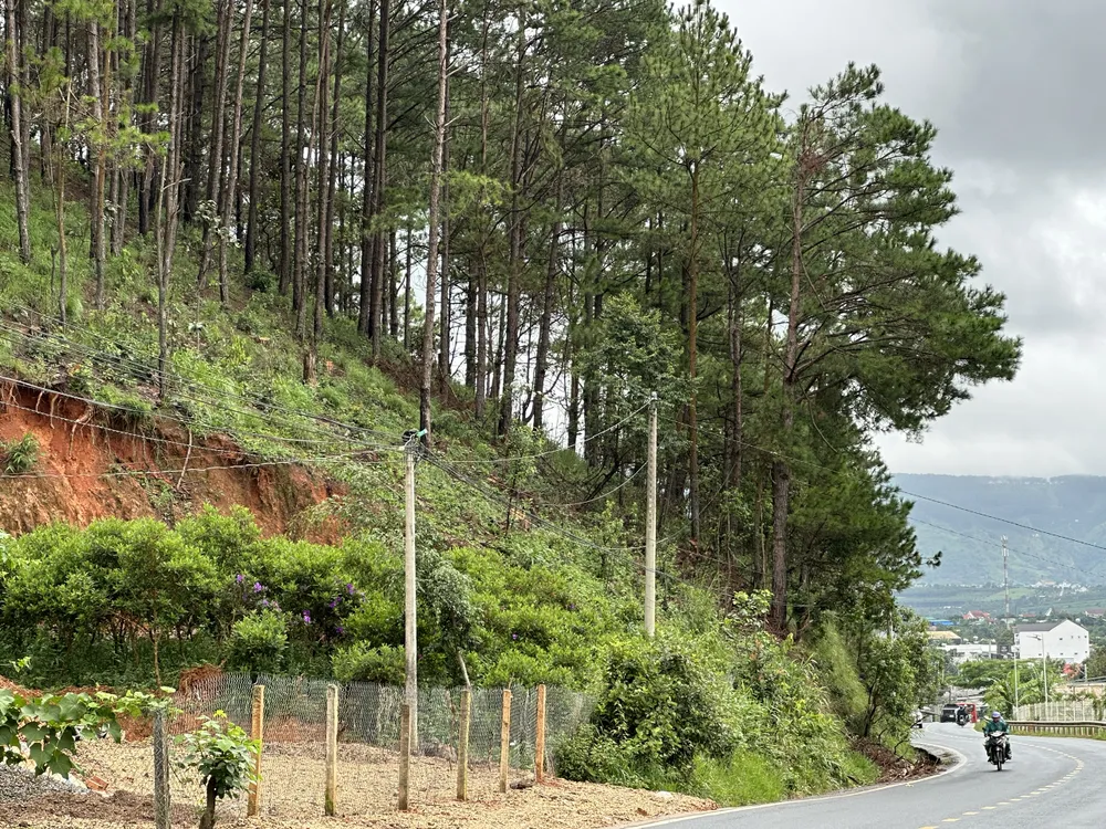 Sau đó ít ngày, những cây thông bị bức tử đã được cưa hạ. Ảnh: ĐOÀN KIÊN