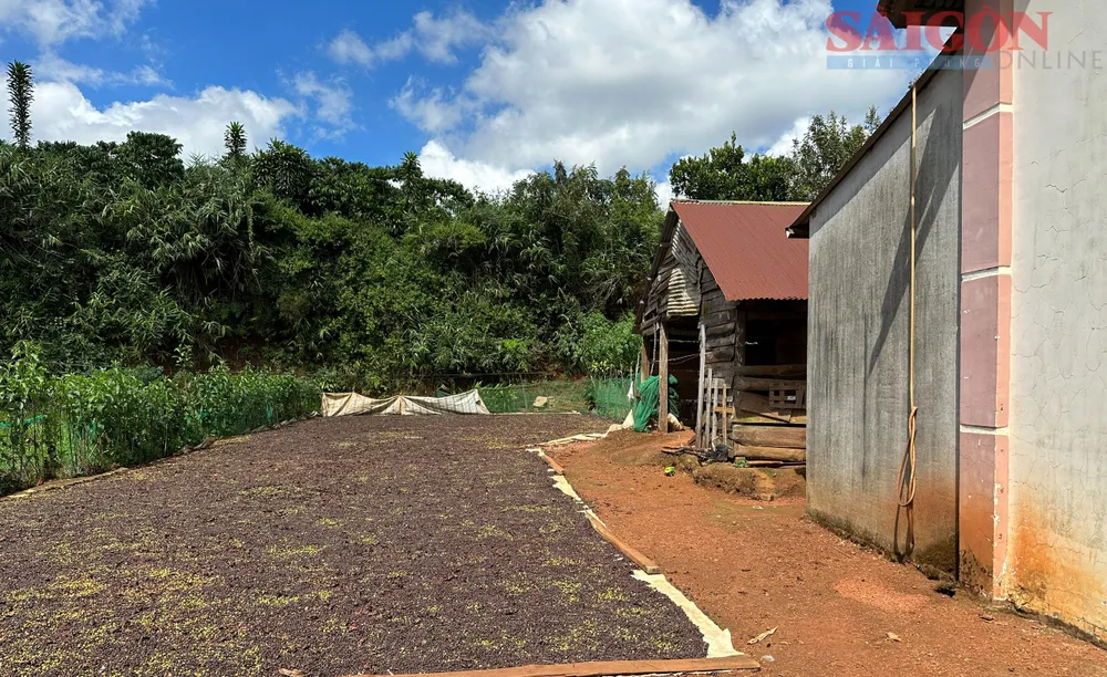 Phía sau dãy cây xanh, máy móc hoạt động khai thác rầm rộ ảnh hưởng không nhỏ đến đời sống của người dân. Ảnh: ĐOÀN KIÊN