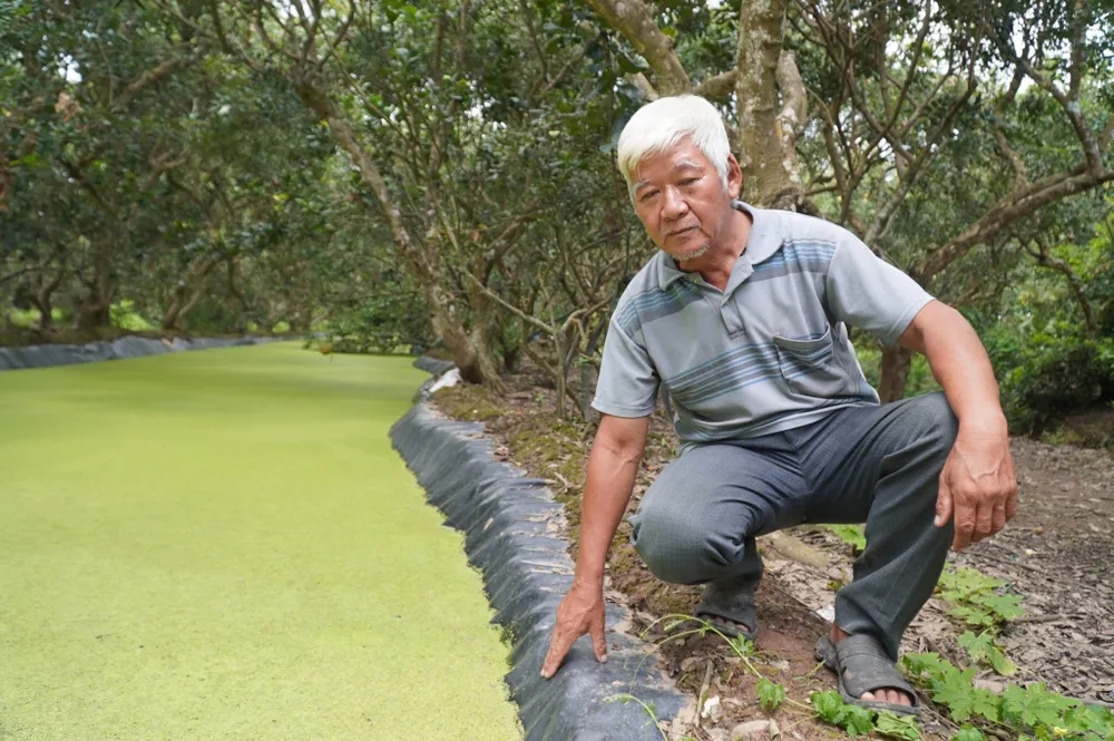 11-Người dân huyện Bình Đại, tỉnh Bến Tre trữ nước phòng chống hạn mặn.jpg
