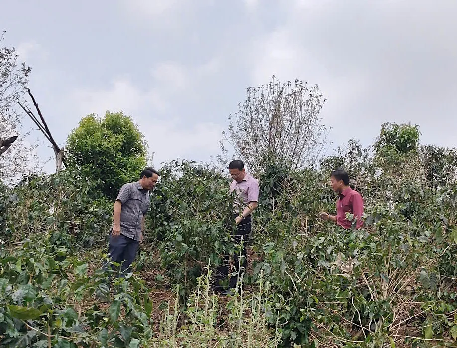 ông Nguyễn Công Hoàng (ở giữa), Phó Chủ tịch UBND tỉnh Quảng Ngãi kiểm tra vườn cà phê bị ảnh hưởng do mưa đá.jpeg