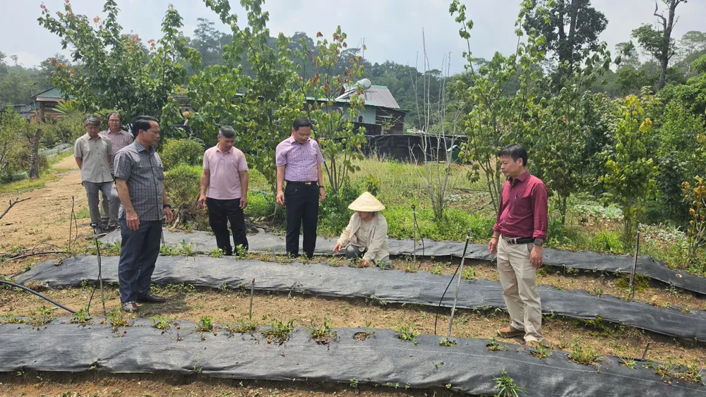 ông Nguyễn Công Hoàng (thứ 3 từ phải sang), Phó Chủ tịch UBND tỉnh Quảng Ngãi kiểm tra vườn dâu tây bị ảnh hưởng do mưa đá.jpeg