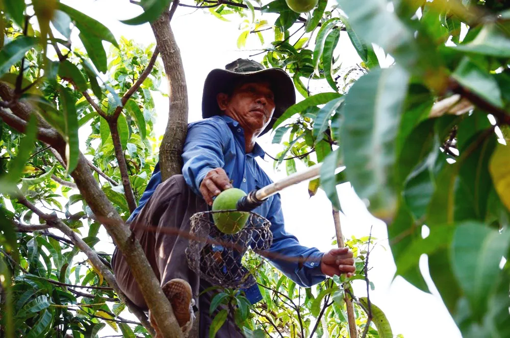 Xoài Úc tại Khánh Hòa rớt giá thê thảm ảnh 1