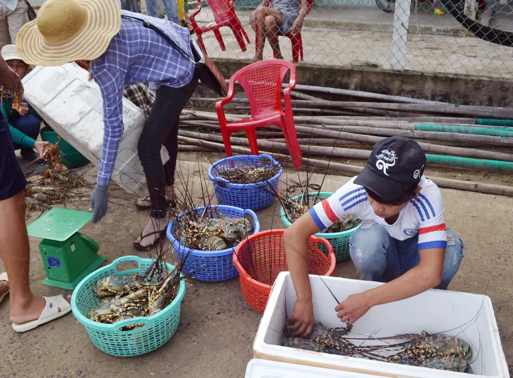 Tôm hùm chết hàng loạt, thiệt hại 700 tỷ đồng ảnh 1
