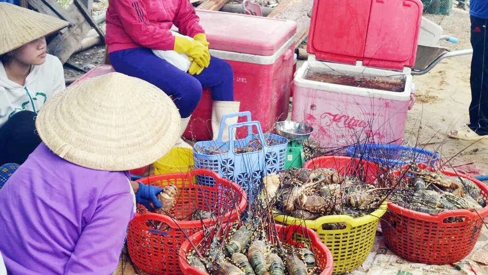 Tôm hùm chết hàng loạt, thiệt hại 700 tỷ đồng ảnh 2