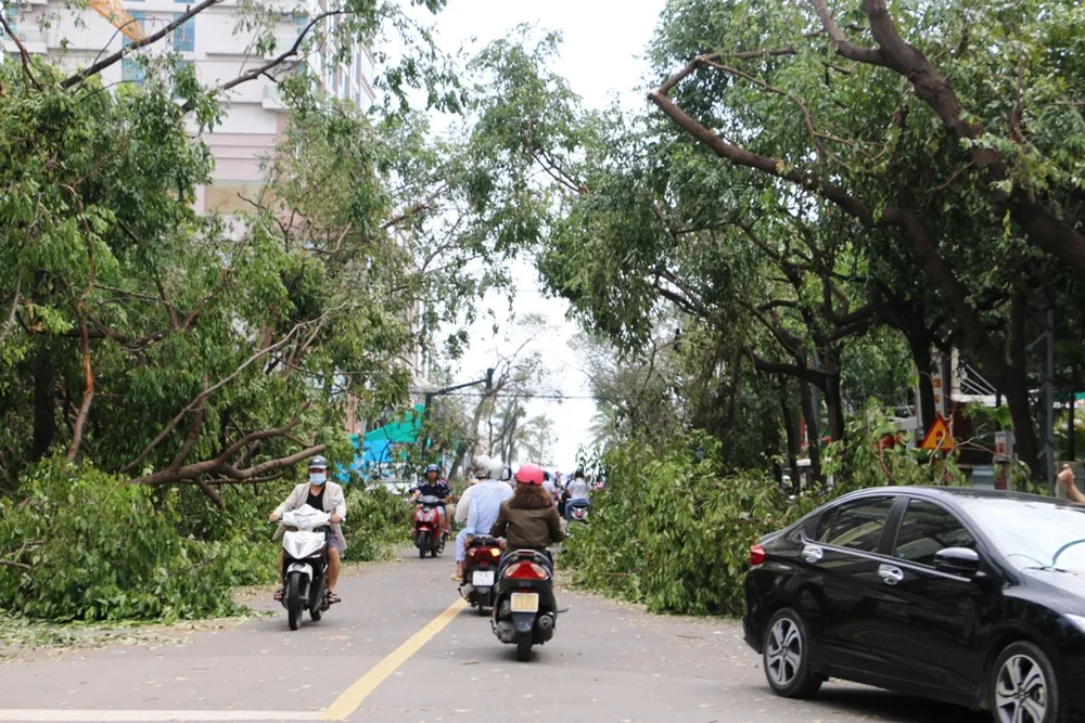 Bão số 12 phá tan mảng xanh Nha Trang ảnh 3