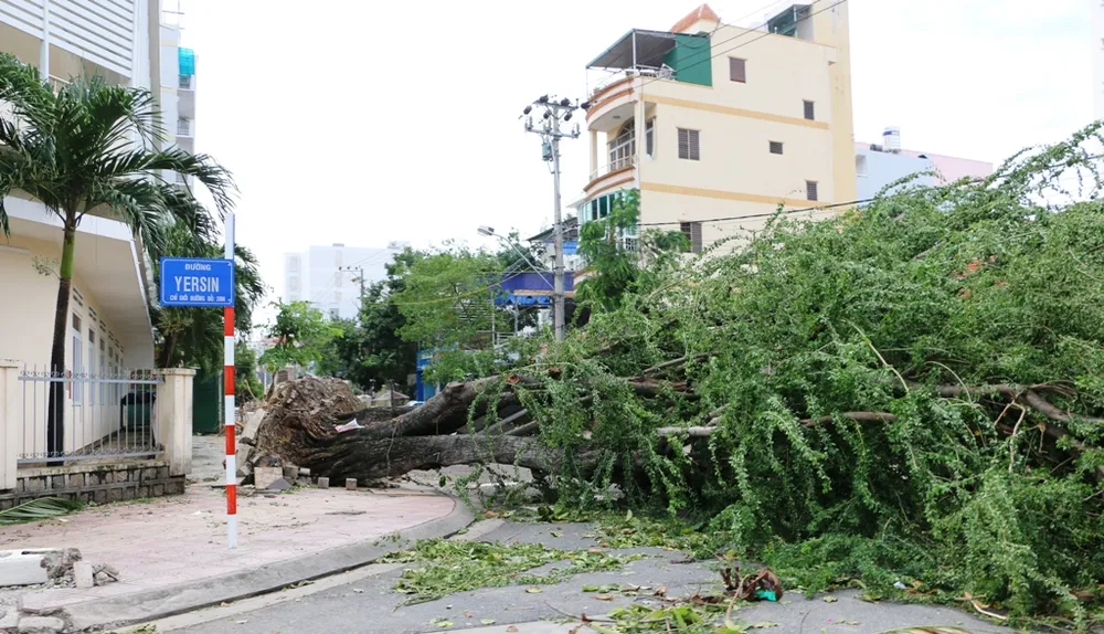 Bão số 12 phá tan mảng xanh Nha Trang ảnh 6