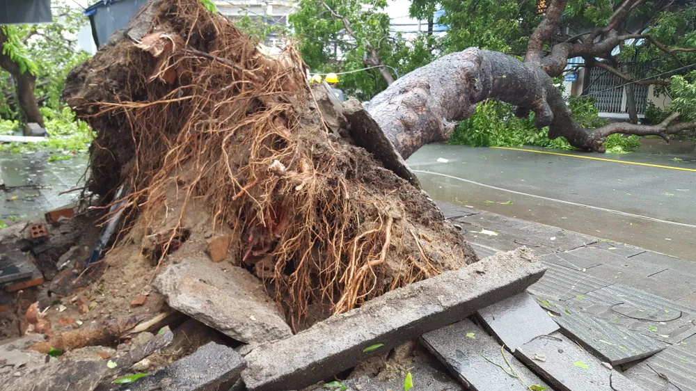 Bão số 12 phá tan mảng xanh Nha Trang ảnh 11