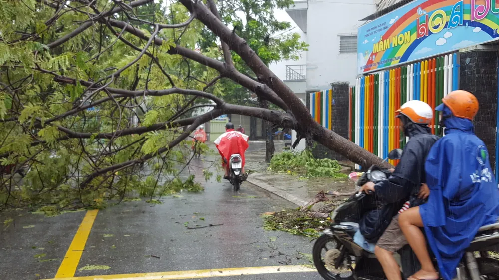 Bão số 12 phá tan mảng xanh Nha Trang ảnh 12