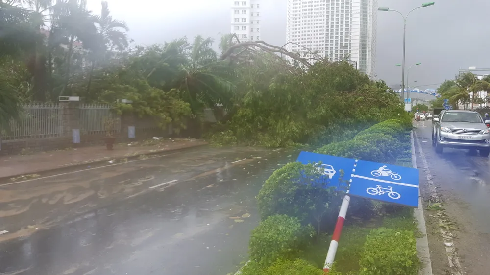 Bão số 12 phá tan mảng xanh Nha Trang ảnh 13