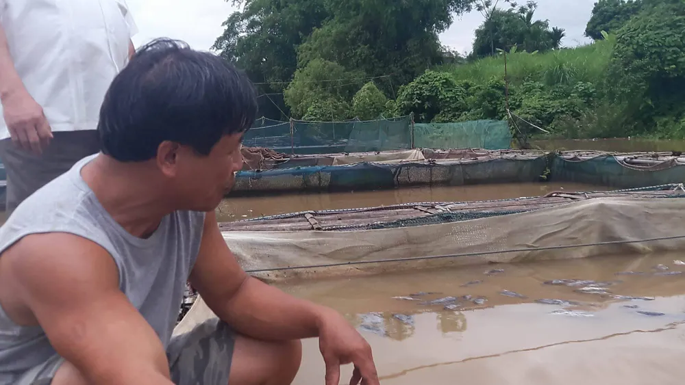 Hơn 400 tấn cá chết sau xả lũ ở Hòa Bình ảnh 1