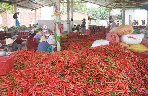 Ớt của Việt Nam bị Malaysia cấm nhập khẩu vì nhiều lô nhiễm thuốc bảo vệ thực vật ảnh 1