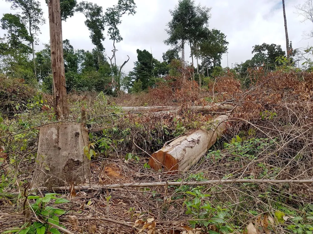Sau 3 năm có lệnh đóng cửa rừng, đề nghị xử lý cá nhân, tập thể làm mất rừng tự nhiên ảnh 1