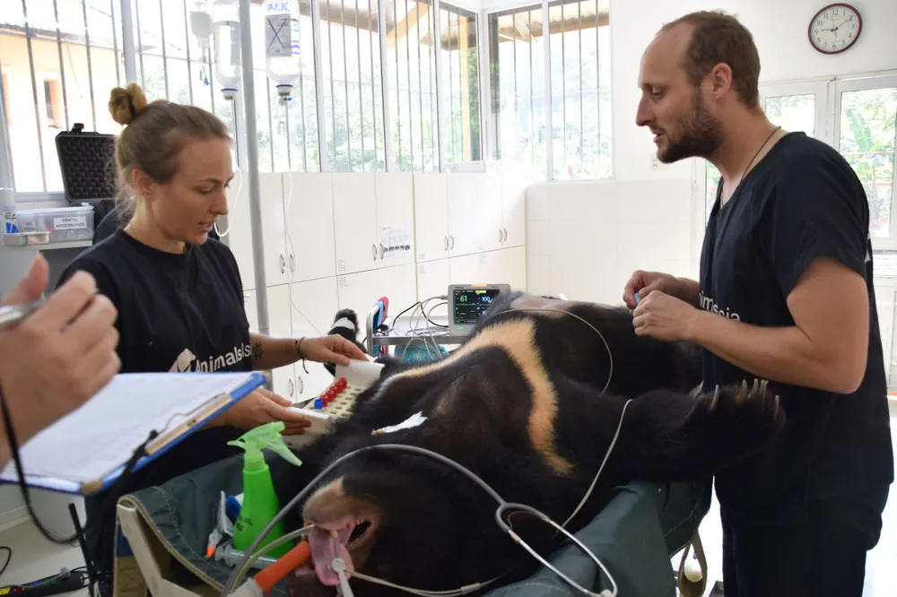  Maggie Q đến Việt Nam đặt tên cho gấu ảnh 4