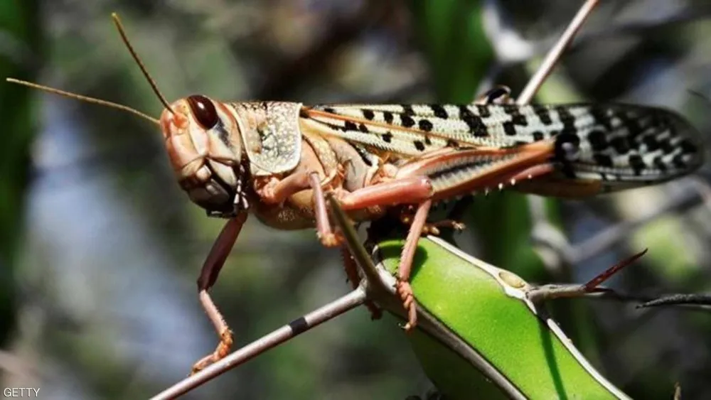 Dùng máy bay phun thuốc tiêu diệt dịch châu chấu tràn vào Việt Nam  ảnh 1