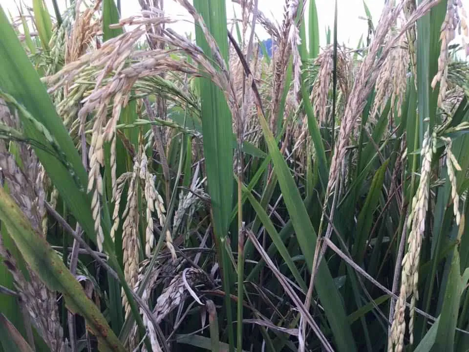 Khẩn cấp cứu 1,1 triệu ha lúa có nguy cơ mắc bệnh cháy lá ảnh 1