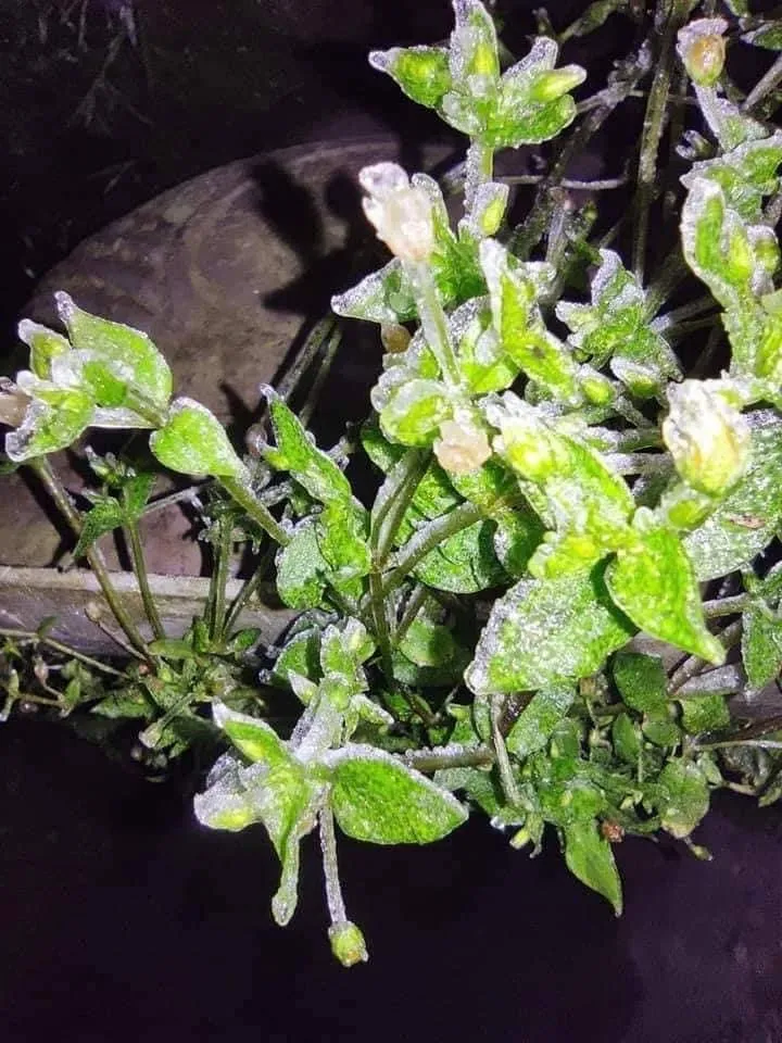 Hà Nội còn 8 độ C, Mẫu Sơn chìm trong băng tuyết ảnh 3