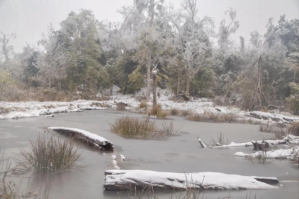 Thừa Thiên - Huế bị “nhắc” vì để 900 con trâu, bò chết rét ảnh 2