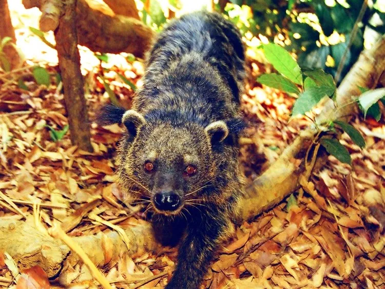 “Tuần lễ Cúc Phương đại ngàn” và “Thêm xanh cho rừng già“ ảnh 7