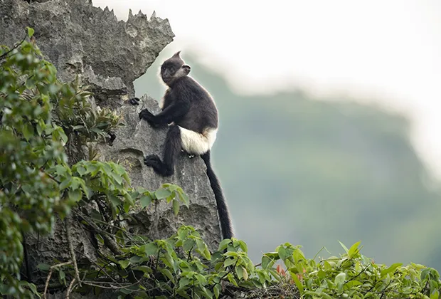 “Tuần lễ Cúc Phương đại ngàn” và “Thêm xanh cho rừng già“ ảnh 9