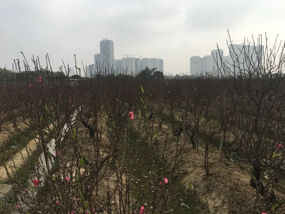 Đào, quất miền Bắc ế ẩm ảnh 8