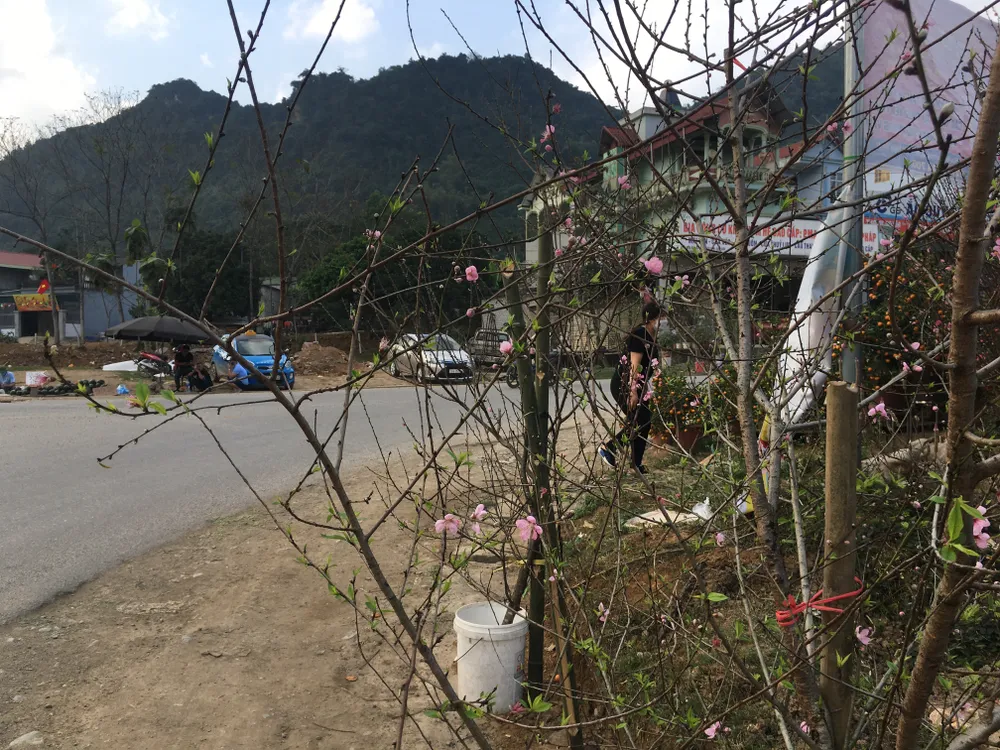 Đào rừng bày bán ở ngã ba Bãi Chạo (Kim Bôi - Hoà Bình). Ảnh: VĂN PHÚC