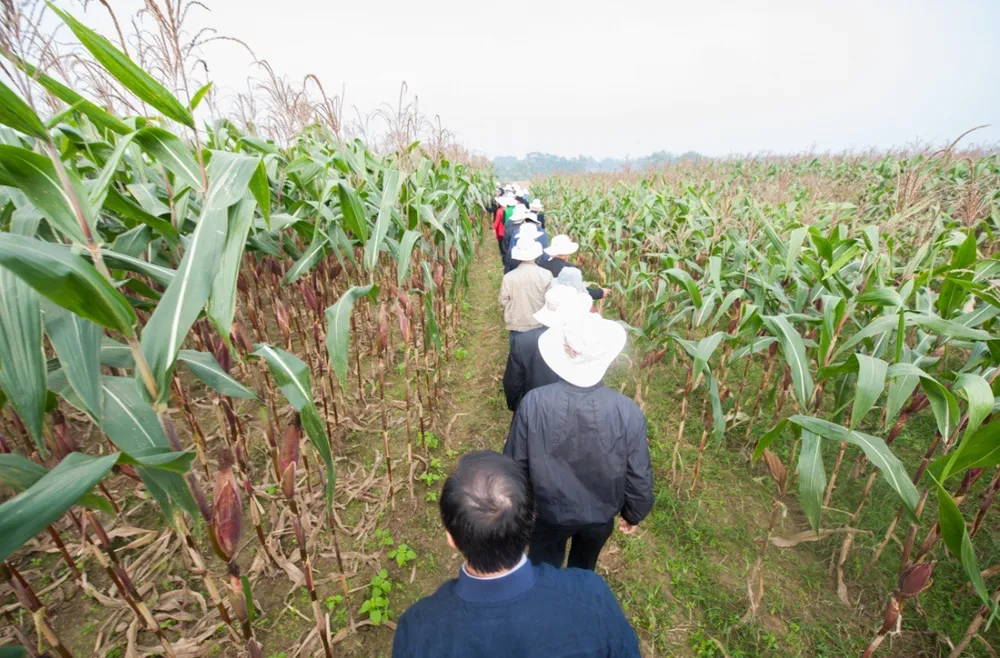 Nông dân tham quan một mô hình chủ động chuyển đổi sang trồng ngô (bắp) làm thức ăn chăn nuôi