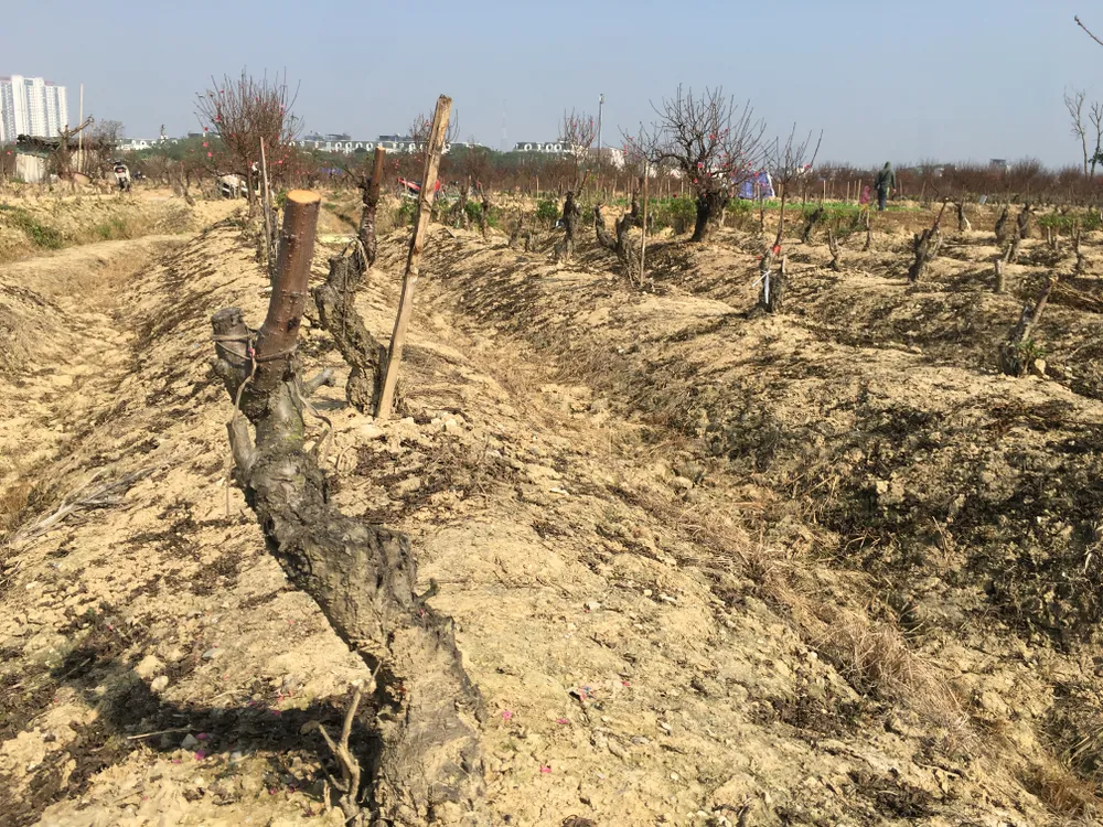 Trên cánh đồng đào Đại Mỗ (Nam Từ Liêm - Hà Nội), nhiều gốc đào đã được bứng, chặt đem ra chợ nhưng lượng mua hiện nay còn rất chậm khiến nông dân lo lắng