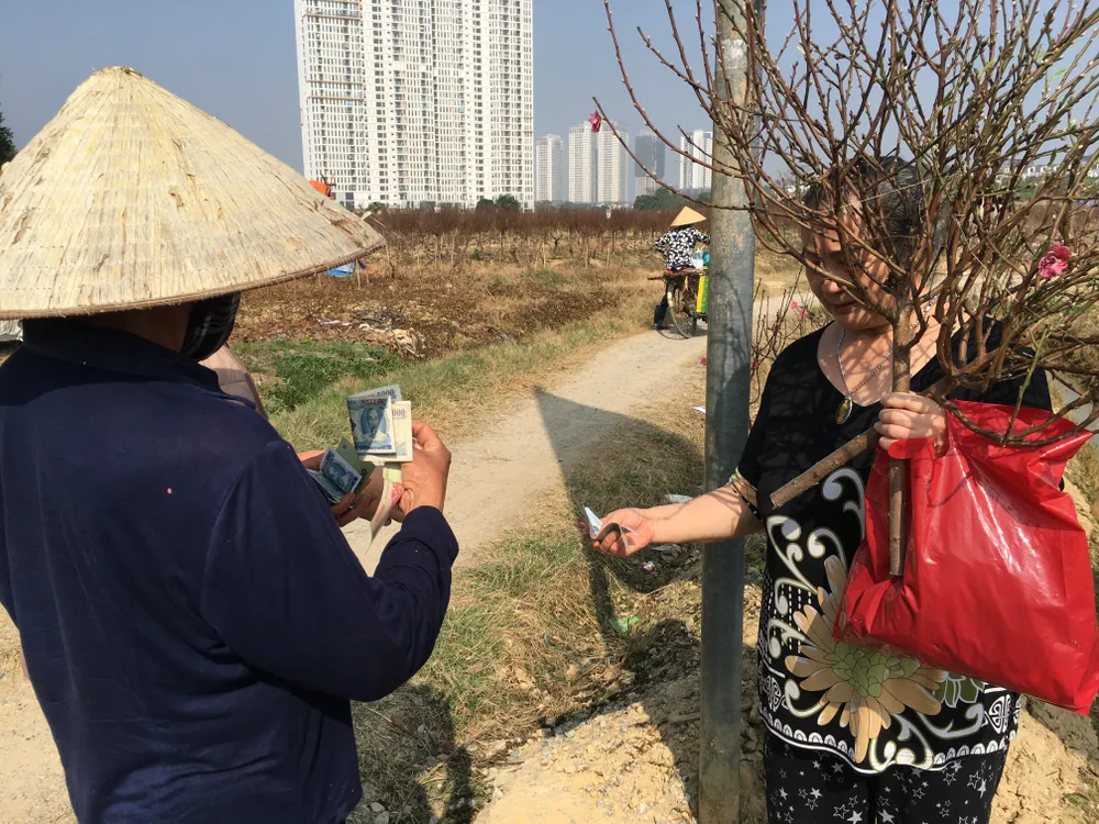 Một số người đến tận vườn đào để mua cho rẻ, một cành đào chỉ có 80.000 đồng