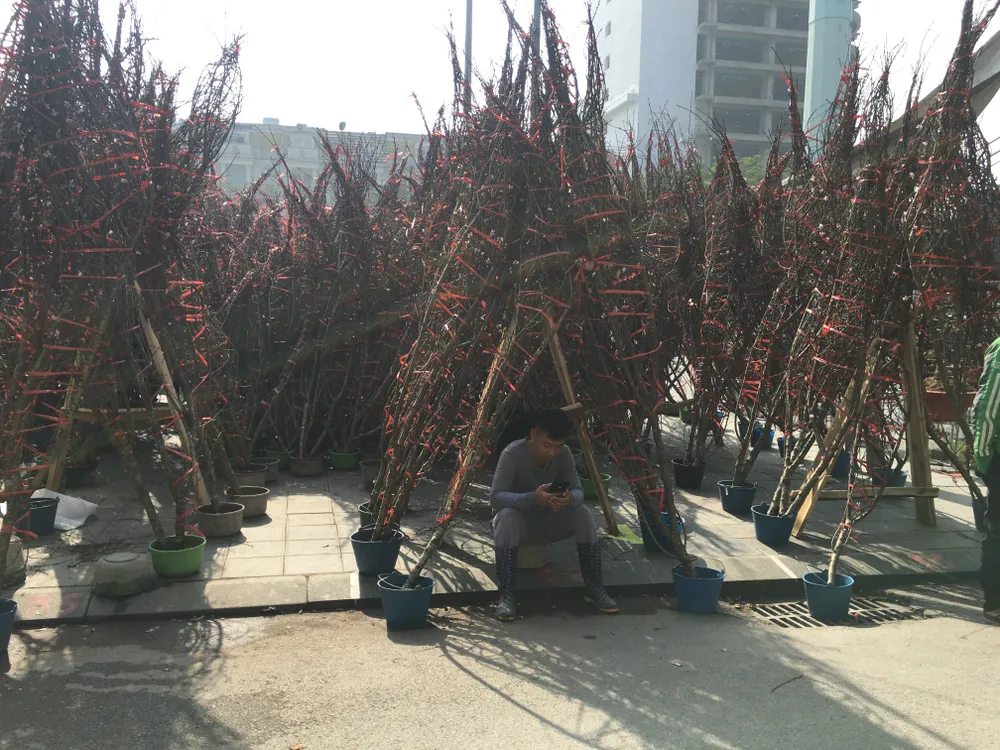 Đào rừng có giá trung bình 2 triệu đồng/cành