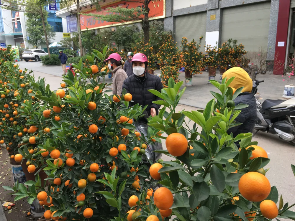 Đào và quất đưa về Hà Nội bán những ngày cận tết. Năm nay, hoa kiểng rất nhiều, đẹp, giá không ổn định. Ảnh: VĂN PHÚC