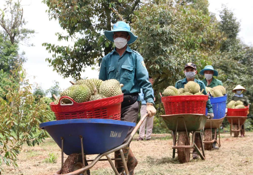Thu hoạch sầu riêng tại Đắk Lắk. Ảnh theo báo Đắk Lắk