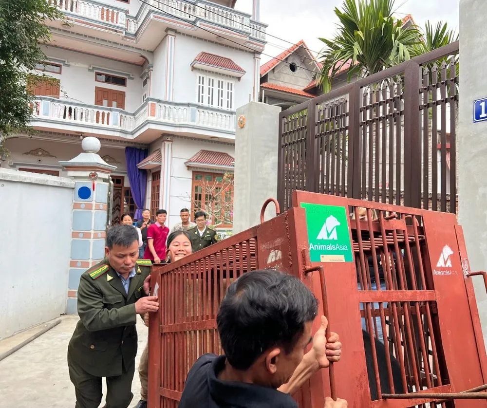 Dùng lồng sắt để vận chuyển gấu ra khỏi cơ sở nuôi nhốt
