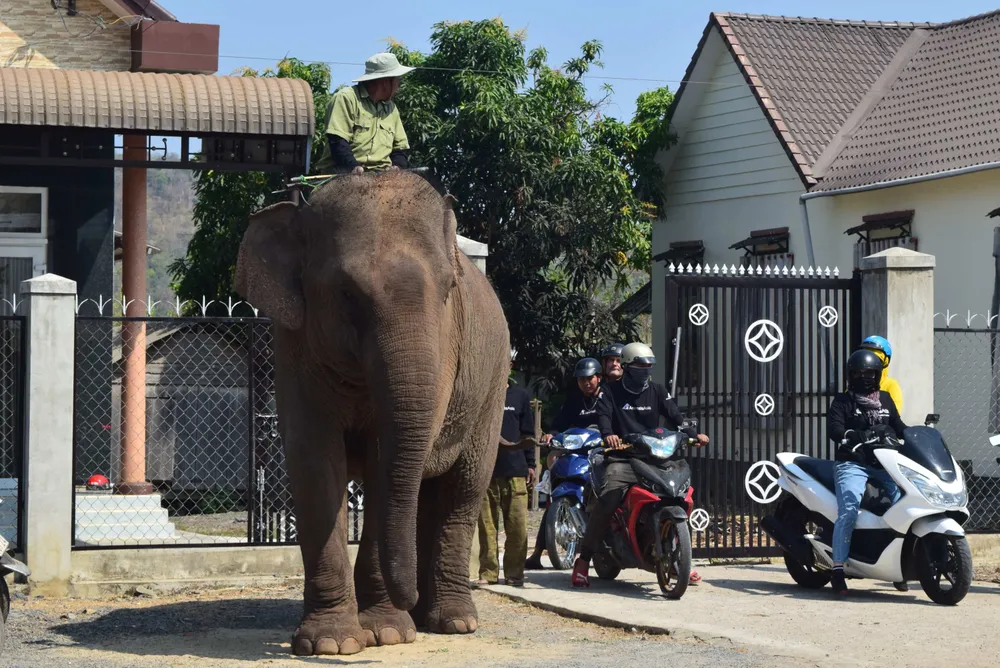 Đưa voi rời khỏi nhà về Vườn quốc gia Yok Đôn để chăm sóc