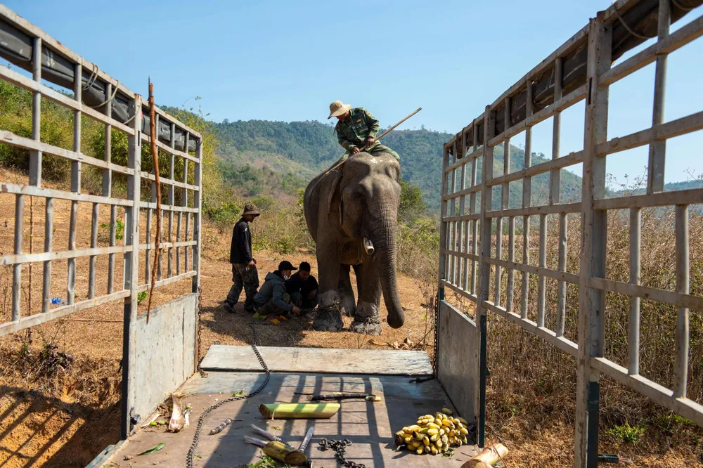 Đưa voi lên xe tải để chở về Vườn quốc gia Yok Don