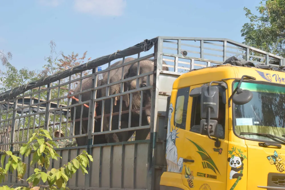 Y Khun được chở về Vườn quốc gia Yok Đôn bằng xe tải