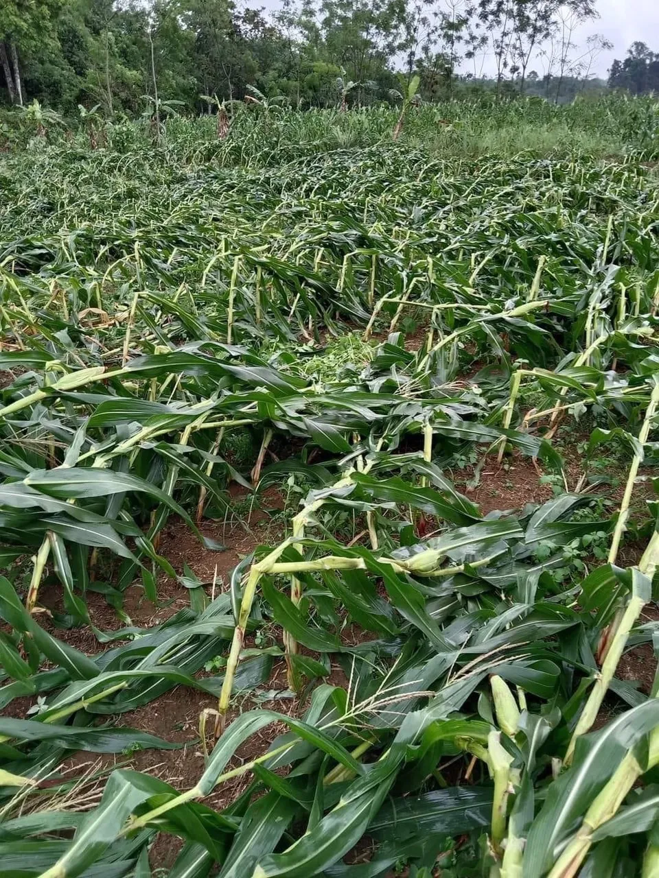 Bắp đổ do mưa, dông lốc đầu mùa Bắp đổ do mưa, dông lốc đầu mùa