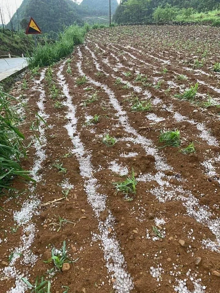 Cây non vừa trồng tại Trà Lĩnh và Hà Quảng (Cao Bằng) bị mưa đá đánh dập chiều 7-5. Ảnh do người dân cung cấp Cây non vừa trồng tại Trà Lĩnh và Hà Quảng (Cao Bằng) bị mưa đá đánh dập chiều 7-5. Ảnh do người dân cung cấp