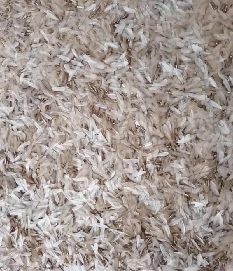 Xác mối cánh nằm thành cả thảm trên sàn nhà. Ảnh do người dân cung cấp