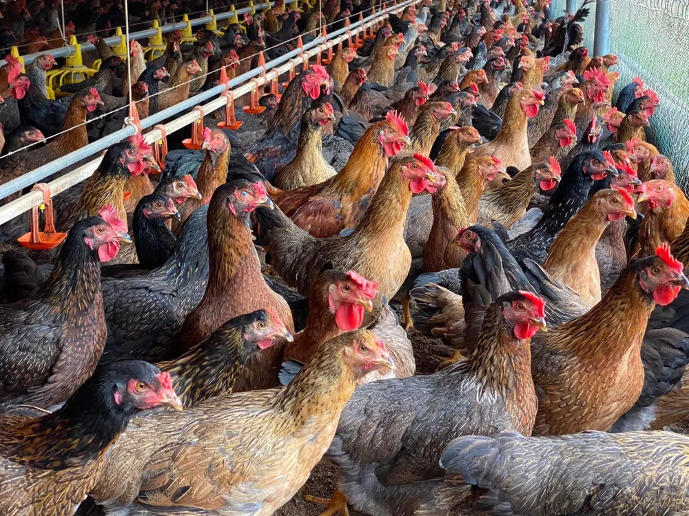 Người nuôi gia cầm trong nước đang rất khó khăn do gia cầm lậu và thịt ngoại ồ ạt vào thị trường Việt Nam