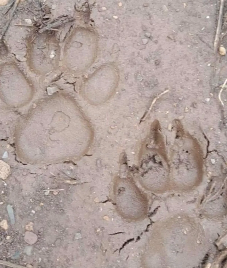 Dấu chân thú lạ ở Sơn La. Ảnh do người dân cung cấp