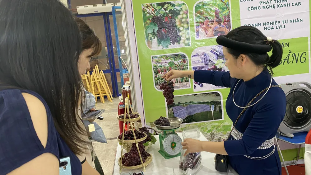 Đặc sản nho đỏ Cao Bằng đưa về phiên chợ Đặc sản nho đỏ Cao Bằng đưa về phiên chợ