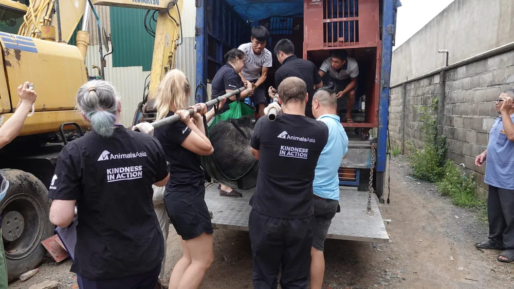 Đưa gấu lên xe cứu hộ Đưa gấu lên xe cứu hộ