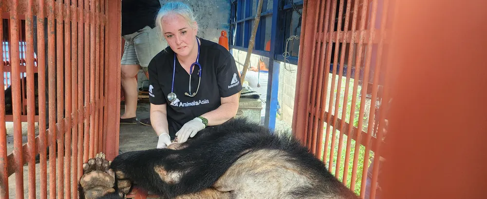 Y tá thú y Kat theo dõi sức khỏe gấu Clyde sau khi đưa gấu vào lồng vận chuyển Y tá thú y Kat theo dõi sức khỏe gấu Clyde sau khi đưa gấu vào lồng vận chuyển